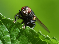 Blepharipa pratensis