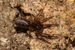 Segestria senoculata