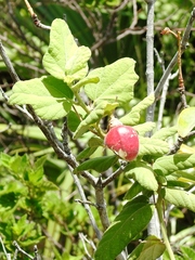Passiflora urbaniana