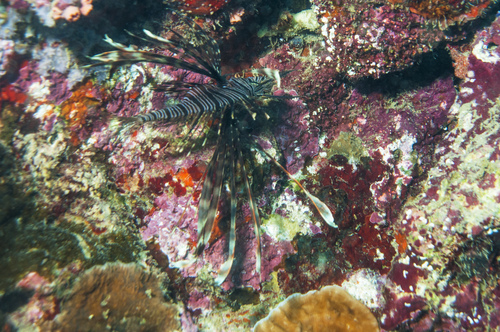 Lionfish