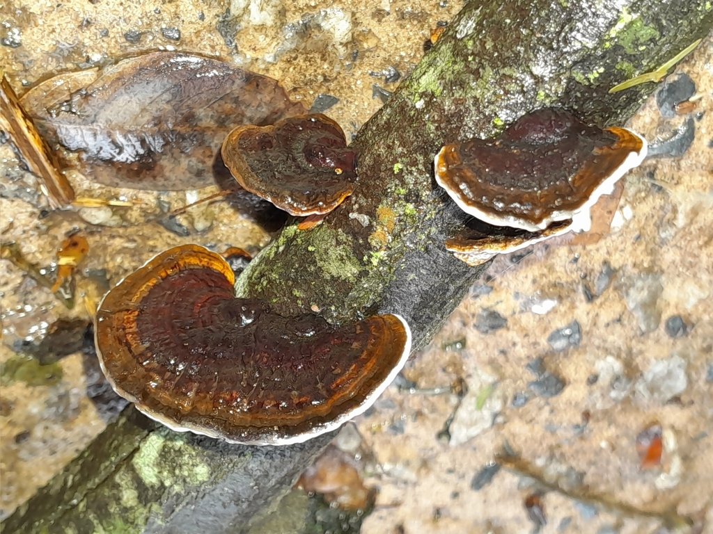 Hexagonia tenuis · July 2024 · photo: © ana_ads (iNaturalist, cc-by)