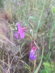 Clarkia rhomboidea