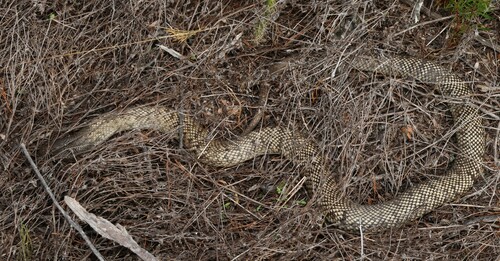 Blue-bellied Black Snake sighting