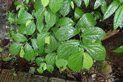 Elatostema rivulare