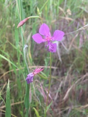 Clarkia rhomboidea