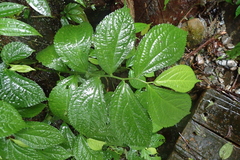 Elatostema rivulare