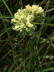 Asclepias stenophylla