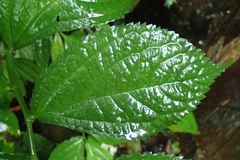 Elatostema rivulare