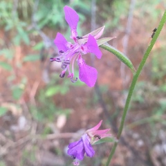 Clarkia rhomboidea
