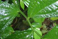 Elatostema rivulare