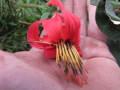 Mutisia clematis