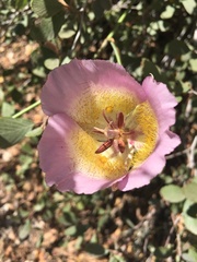 Calochortus plummerae