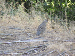 Callipepla douglasii