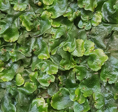 Conocephalum conicum