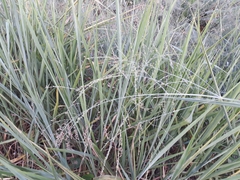 Poaceae