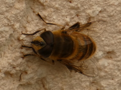 Eristalis tenax