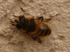 Eristalis tenax