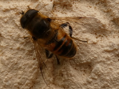 Eristalis tenax