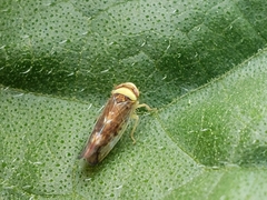 Colladonus montanus reductus