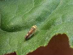 Colladonus montanus reductus