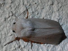 Leucania abdominalis