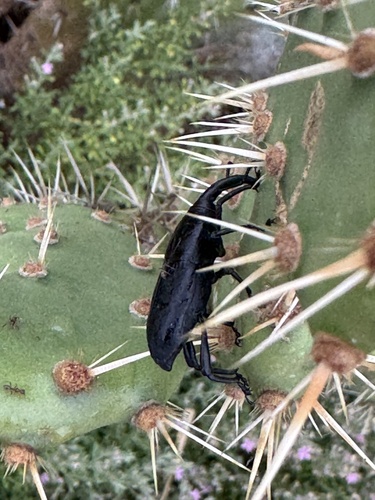 iNaturalist observation photo of Cactus Weevil