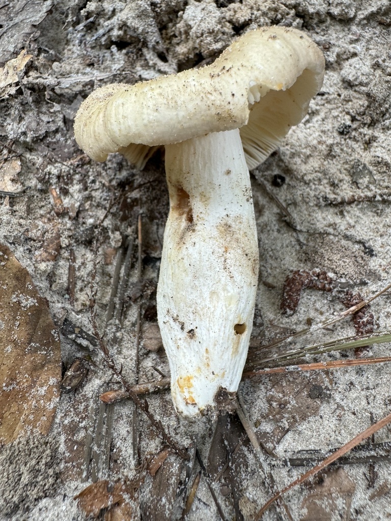 Russula sp. 'FL14'