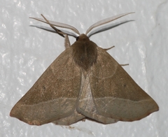 Drepanogynis cnephaeogramma