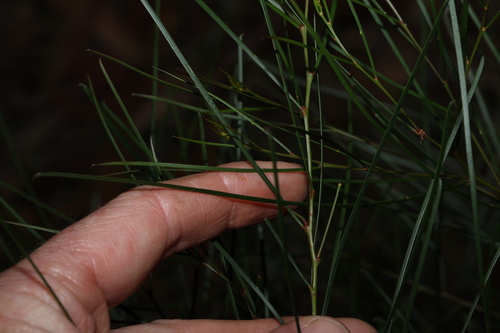 Image of Acacia adunca by (c) Greg Tasney, some rights reserved (CC BY-SA)