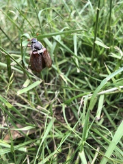 Melolontha melolontha