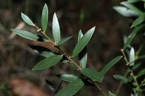 Image of Daviesia mimosoides by (c) Greg Tasney, some rights reserved (CC BY-SA)