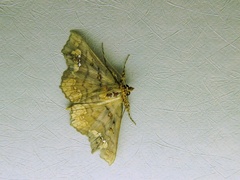 Lopharthrum comprimens