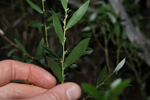 Image of Daviesia mimosoides by (c) Greg Tasney, some rights reserved (CC BY-SA)