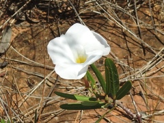 Rhabdadenia biflora
