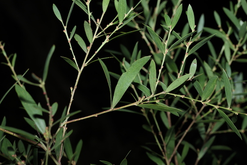 Image of Daviesia mimosoides by (c) Greg Tasney, some rights reserved (CC BY-SA)