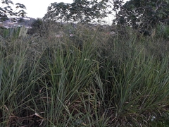 Poaceae