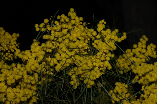 Image of Acacia adunca by (c) Greg Tasney, some rights reserved (CC BY-SA)