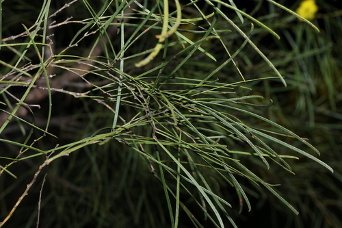 Image of Acacia adunca by (c) Greg Tasney, some rights reserved (CC BY-SA)