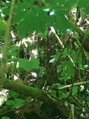 Thamnophis sirtalis concinnus