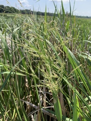 Zizaniopsis miliacea