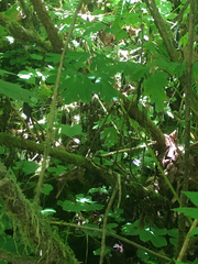 Thamnophis sirtalis concinnus