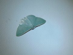 Chlorocoma assimilis