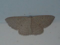 Poecilasthena anthodes