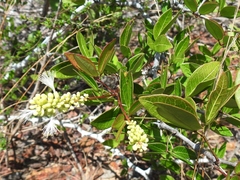 Pithecellobium lanceolatum