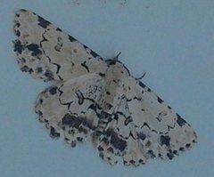 Sandava scitisignata