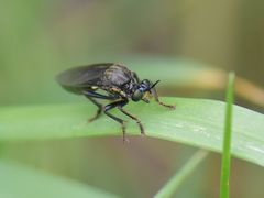 Dioctria atricapilla