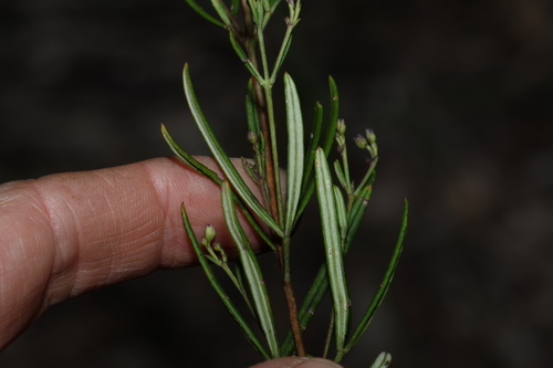 Image of Zieria laevigata by (c) Greg Tasney, some rights reserved (CC BY-SA)