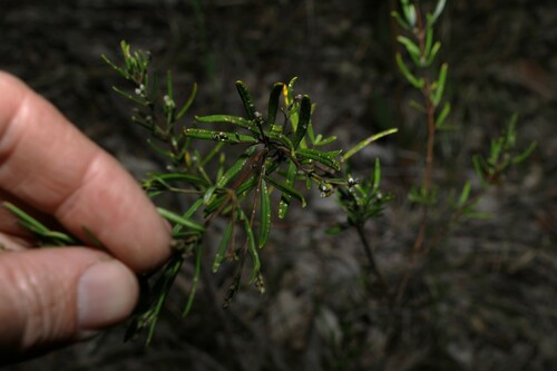 Image of Zieria laevigata by (c) Greg Tasney, some rights reserved (CC BY-SA)