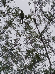 Psittacara holochlorus