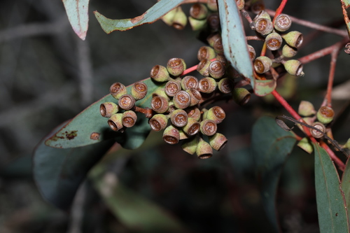 Image of Eucalyptus andrewsii by (c) Greg Tasney, some rights reserved (CC BY-SA)